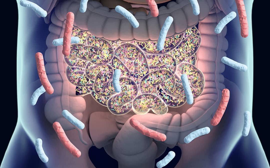 5 Best Probiotics for Weight Loss and Why You Need Them
